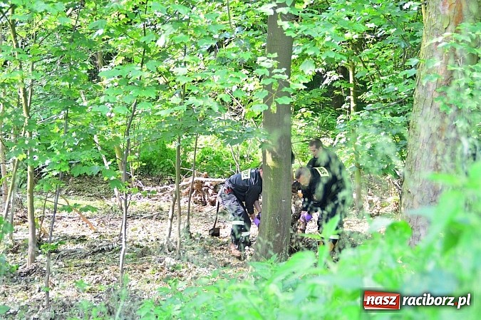 Zdjęcie w galerii na portalu naszraciborz.pl: W Czerwięcicach w gminie Rudnik odnaleziono zwłoki zaginionego 55-latka wiadomości z regionu