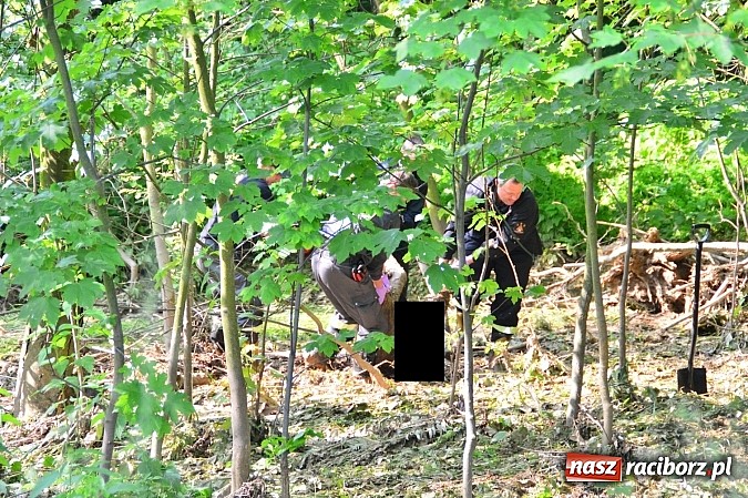 Zdjęcie w galerii na portalu naszraciborz.pl: W Czerwięcicach w gminie Rudnik odnaleziono zwłoki zaginionego 55-latka wiadomości z regionu