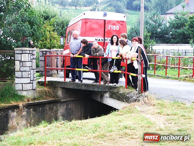 Zdjęcie w galerii na portalu naszraciborz.pl: Drzewa przy Moście Przyjaźni wiadomości z regionu
