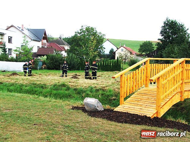 Zdjęcie w galerii na portalu naszraciborz.pl: Drzewa przy Moście Przyjaźni wiadomości z regionu