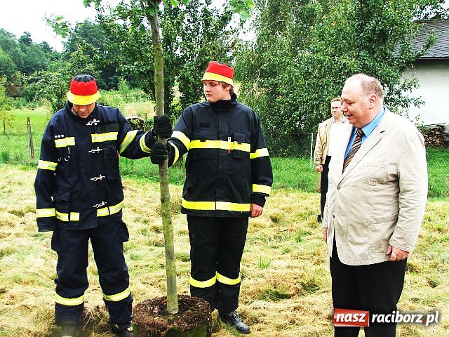 Zdjęcie w galerii na portalu naszraciborz.pl: Drzewa przy Moście Przyjaźni wiadomości z regionu