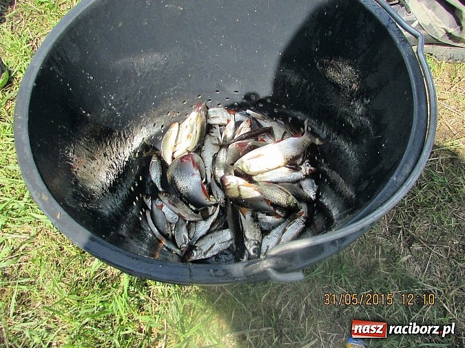Zdjęcie w galerii na portalu naszraciborz.pl: Wędkarski Dzień Dziecka na łowisku Ostróg wiadomości z regionu