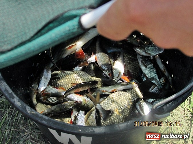 Zdjęcie w galerii na portalu naszraciborz.pl: Wędkarski Dzień Dziecka na łowisku Ostróg wiadomości z regionu