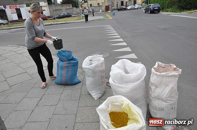 Zdjęcie w galerii na portalu naszraciborz.pl: Skoro świt ruszyli do pracy. Zobacz jak powstają raciborskie kwietne dywany na Boże Ciało wiadomości z regionu