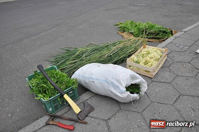 Zdjęcie w galerii na portalu naszraciborz.pl: Skoro świt ruszyli do pracy. Zobacz jak powstają raciborskie kwietne dywany na Boże Ciało wiadomości z regionu