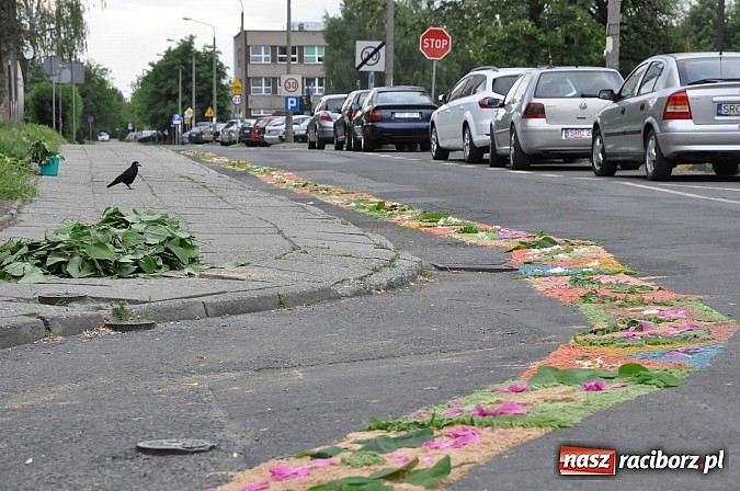 Zdjęcie w galerii na portalu naszraciborz.pl: Skoro świt ruszyli do pracy. Zobacz jak powstają raciborskie kwietne dywany na Boże Ciało wiadomości z regionu