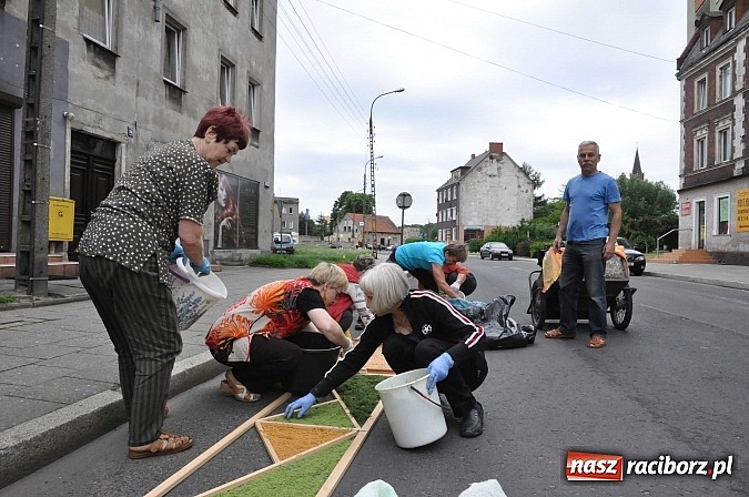Zdjęcie w galerii na portalu naszraciborz.pl: Skoro świt ruszyli do pracy. Zobacz jak powstają raciborskie kwietne dywany na Boże Ciało wiadomości z regionu
