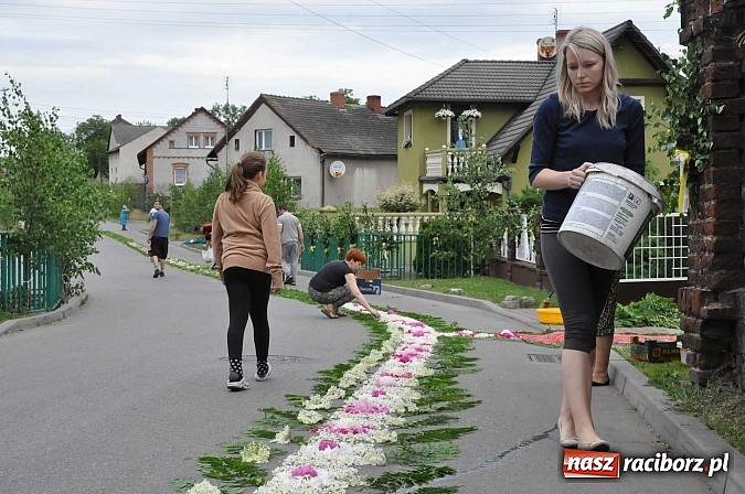 Zdjęcie w galerii na portalu naszraciborz.pl: Skoro świt ruszyli do pracy. Zobacz jak powstają raciborskie kwietne dywany na Boże Ciało wiadomości z regionu