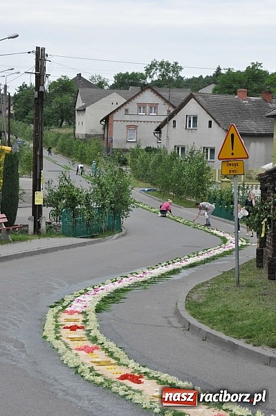 Zdjęcie w galerii na portalu naszraciborz.pl: Skoro świt ruszyli do pracy. Zobacz jak powstają raciborskie kwietne dywany na Boże Ciało wiadomości z regionu