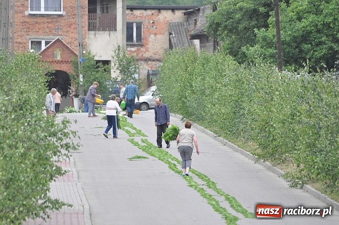 Zdjęcie w galerii na portalu naszraciborz.pl: Skoro świt ruszyli do pracy. Zobacz jak powstają raciborskie kwietne dywany na Boże Ciało wiadomości z regionu