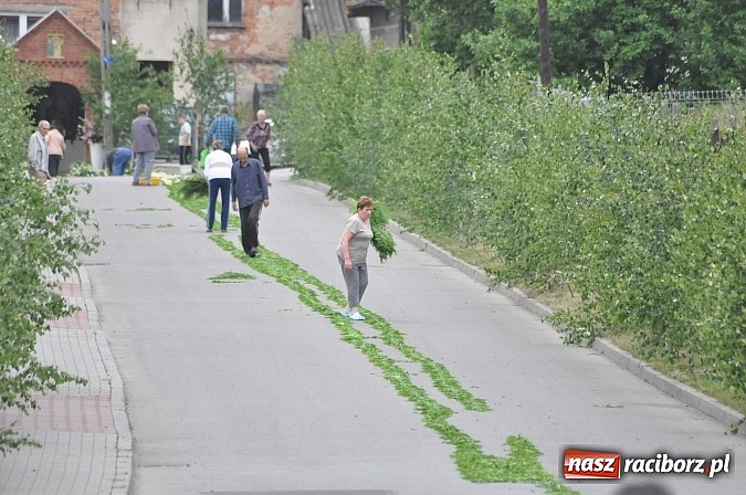 Zdjęcie w galerii na portalu naszraciborz.pl: Skoro świt ruszyli do pracy. Zobacz jak powstają raciborskie kwietne dywany na Boże Ciało wiadomości z regionu