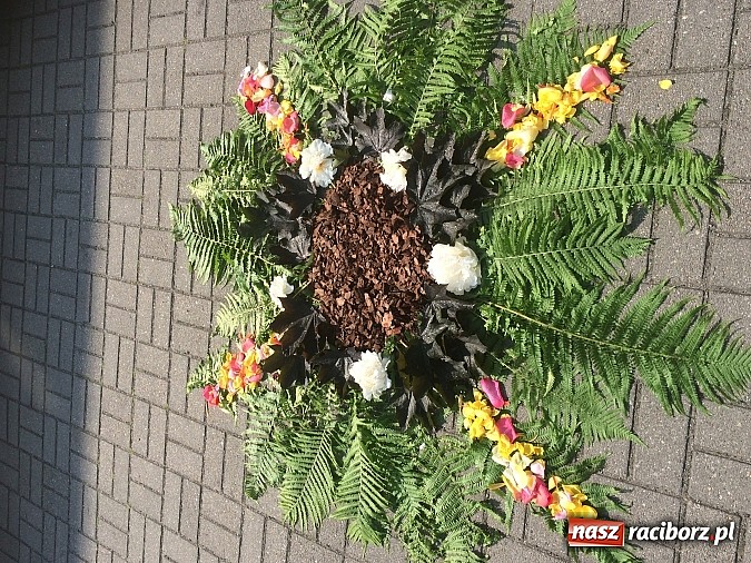 Zdjęcie w galerii na portalu naszraciborz.pl: Skoro świt ruszyli do pracy. Zobacz jak powstają raciborskie kwietne dywany na Boże Ciało wiadomości z regionu