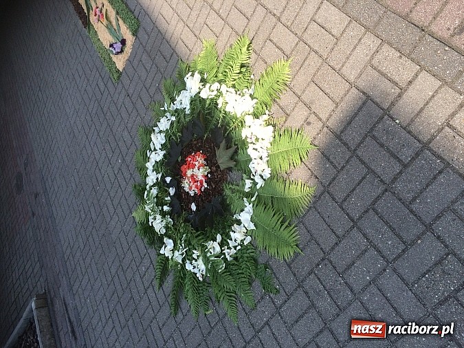 Zdjęcie w galerii na portalu naszraciborz.pl: Skoro świt ruszyli do pracy. Zobacz jak powstają raciborskie kwietne dywany na Boże Ciało wiadomości z regionu