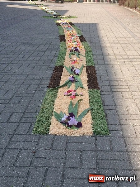 Zdjęcie w galerii na portalu naszraciborz.pl: Skoro świt ruszyli do pracy. Zobacz jak powstają raciborskie kwietne dywany na Boże Ciało wiadomości z regionu