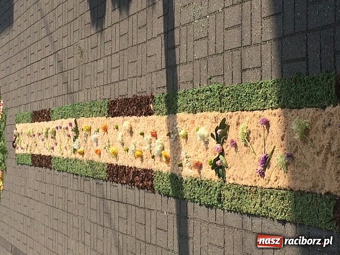Zdjęcie w galerii na portalu naszraciborz.pl: Skoro świt ruszyli do pracy. Zobacz jak powstają raciborskie kwietne dywany na Boże Ciało wiadomości z regionu