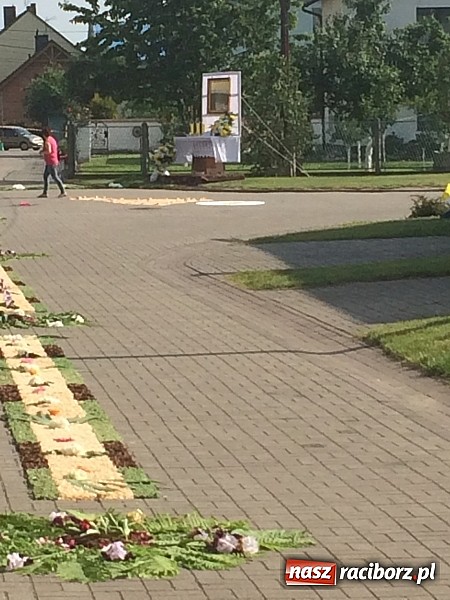 Zdjęcie w galerii na portalu naszraciborz.pl: Skoro świt ruszyli do pracy. Zobacz jak powstają raciborskie kwietne dywany na Boże Ciało wiadomości z regionu