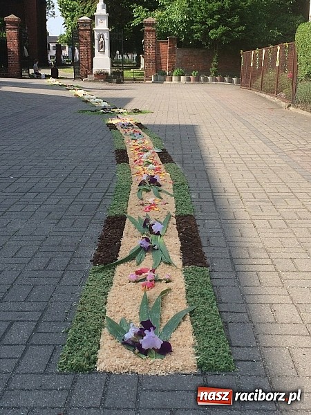 Zdjęcie w galerii na portalu naszraciborz.pl: Skoro świt ruszyli do pracy. Zobacz jak powstają raciborskie kwietne dywany na Boże Ciało wiadomości z regionu