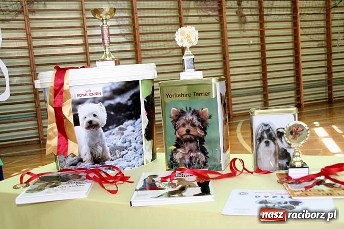 Zdjęcie w galerii na portalu naszraciborz.pl: Szkolna wystawa psów w Tworkowie. Na Dzień Dziecka  wiadomości z regionu