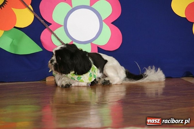 Zdjęcie w galerii na portalu naszraciborz.pl: Szkolna wystawa psów w Tworkowie. Na Dzień Dziecka  wiadomości z regionu