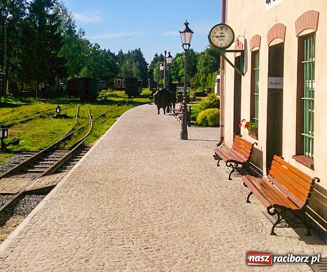 Zdjęcie w galerii na portalu naszraciborz.pl: Dworzec kolejki wąskotorowej w Rudach w nowej szacie wiadomości z regionu