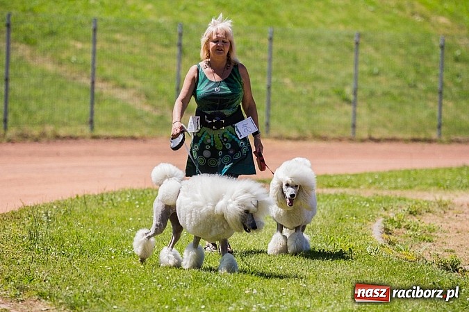 Zdjęcie w galerii na portalu naszraciborz.pl: Krajowa Wystawa Ps&oacute;w Rasowych na raciborskim stadionie wiadomości z regionu