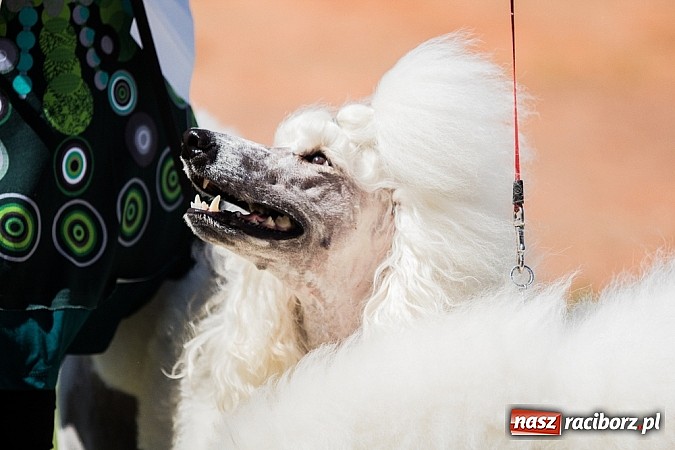 Zdjęcie w galerii na portalu naszraciborz.pl: Krajowa Wystawa Ps&oacute;w Rasowych na raciborskim stadionie wiadomości z regionu