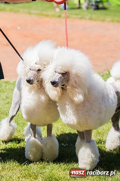Zdjęcie w galerii na portalu naszraciborz.pl: Krajowa Wystawa Ps&oacute;w Rasowych na raciborskim stadionie wiadomości z regionu