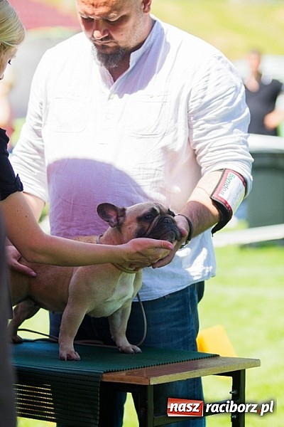 Zdjęcie w galerii na portalu naszraciborz.pl: Krajowa Wystawa Ps&oacute;w Rasowych na raciborskim stadionie wiadomości z regionu