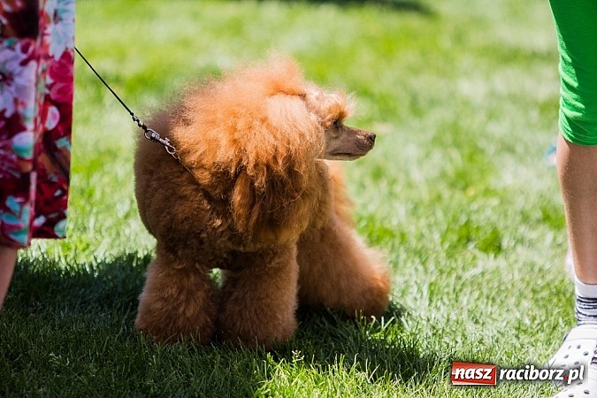 Zdjęcie w galerii na portalu naszraciborz.pl: Krajowa Wystawa Ps&oacute;w Rasowych na raciborskim stadionie wiadomości z regionu