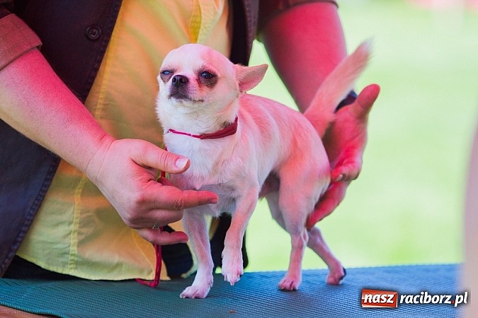 Zdjęcie w galerii na portalu naszraciborz.pl: Krajowa Wystawa Ps&oacute;w Rasowych na raciborskim stadionie wiadomości z regionu
