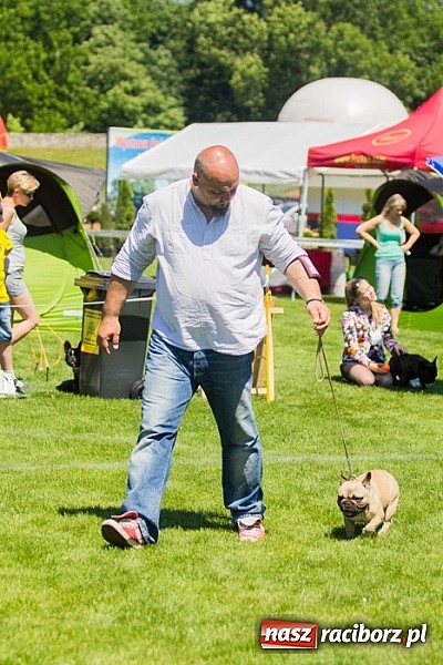 Zdjęcie w galerii na portalu naszraciborz.pl: Krajowa Wystawa Ps&oacute;w Rasowych na raciborskim stadionie wiadomości z regionu