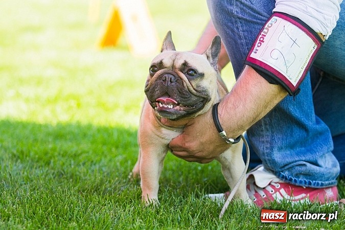 Zdjęcie w galerii na portalu naszraciborz.pl: Krajowa Wystawa Ps&oacute;w Rasowych na raciborskim stadionie wiadomości z regionu