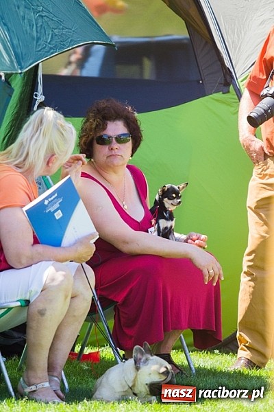 Zdjęcie w galerii na portalu naszraciborz.pl: Krajowa Wystawa Ps&oacute;w Rasowych na raciborskim stadionie wiadomości z regionu