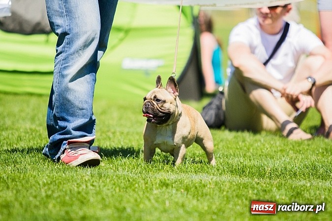 Zdjęcie w galerii na portalu naszraciborz.pl: Krajowa Wystawa Ps&oacute;w Rasowych na raciborskim stadionie wiadomości z regionu