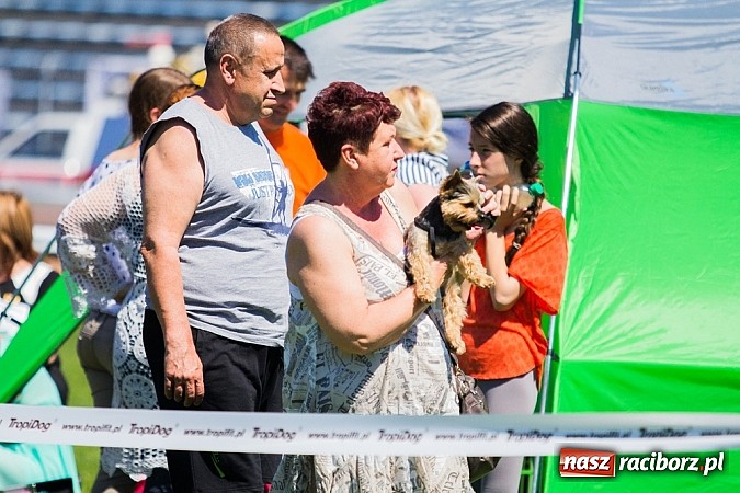Zdjęcie w galerii na portalu naszraciborz.pl: Krajowa Wystawa Ps&oacute;w Rasowych na raciborskim stadionie wiadomości z regionu