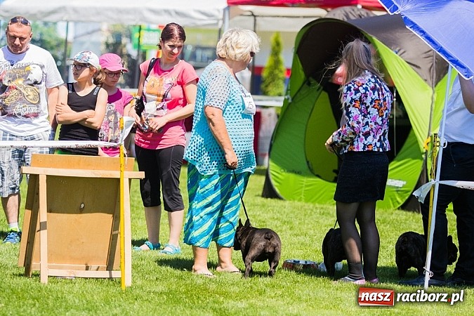 Zdjęcie w galerii na portalu naszraciborz.pl: Krajowa Wystawa Ps&oacute;w Rasowych na raciborskim stadionie wiadomości z regionu