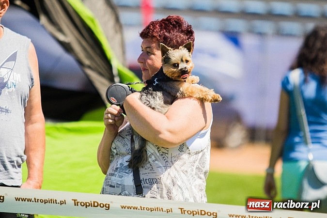 Zdjęcie w galerii na portalu naszraciborz.pl: Krajowa Wystawa Ps&oacute;w Rasowych na raciborskim stadionie wiadomości z regionu