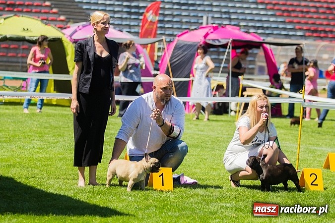 Zdjęcie w galerii na portalu naszraciborz.pl: Krajowa Wystawa Ps&oacute;w Rasowych na raciborskim stadionie wiadomości z regionu