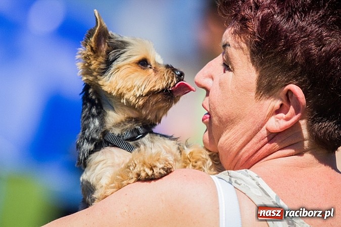 Zdjęcie w galerii na portalu naszraciborz.pl: Krajowa Wystawa Ps&oacute;w Rasowych na raciborskim stadionie wiadomości z regionu