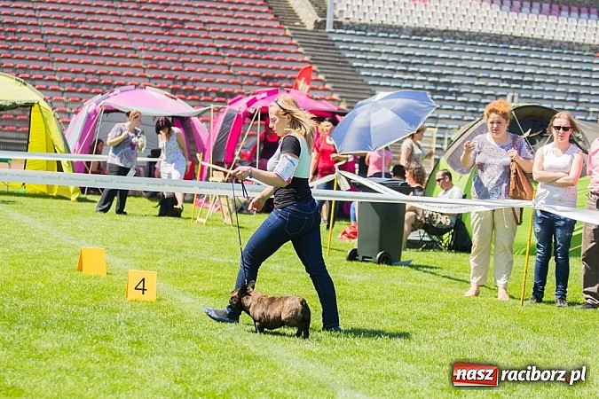 Zdjęcie w galerii na portalu naszraciborz.pl: Krajowa Wystawa Ps&oacute;w Rasowych na raciborskim stadionie wiadomości z regionu