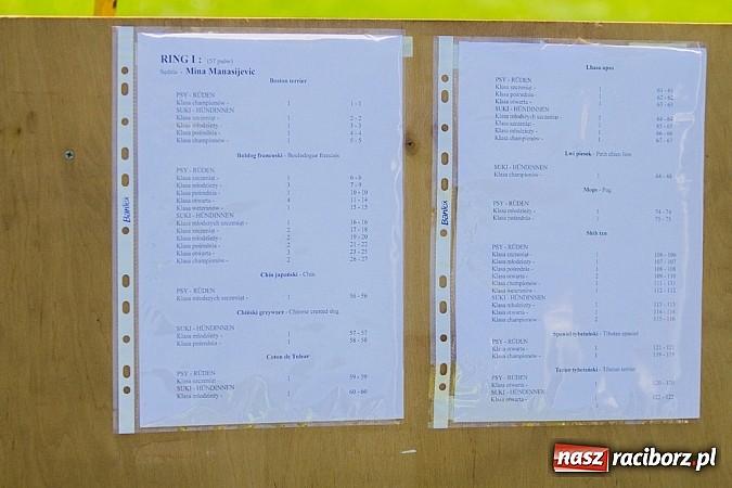 Zdjęcie w galerii na portalu naszraciborz.pl: Krajowa Wystawa Ps&oacute;w Rasowych na raciborskim stadionie wiadomości z regionu