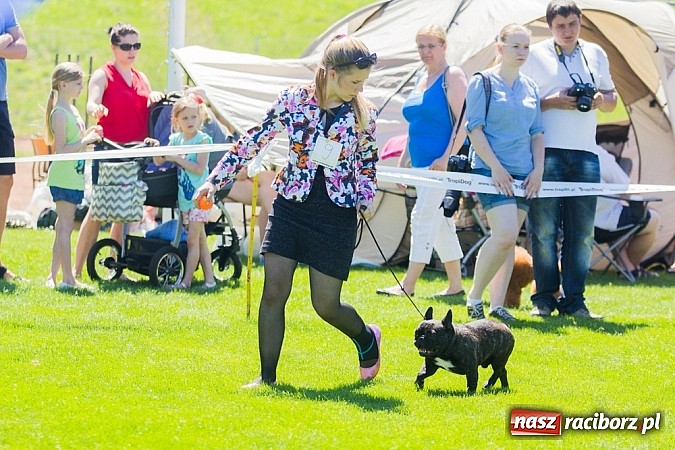 Zdjęcie w galerii na portalu naszraciborz.pl: Krajowa Wystawa Ps&oacute;w Rasowych na raciborskim stadionie wiadomości z regionu