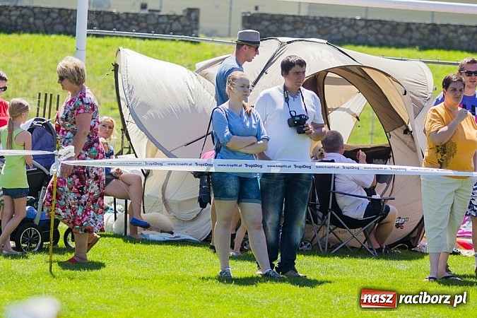 Zdjęcie w galerii na portalu naszraciborz.pl: Krajowa Wystawa Ps&oacute;w Rasowych na raciborskim stadionie wiadomości z regionu