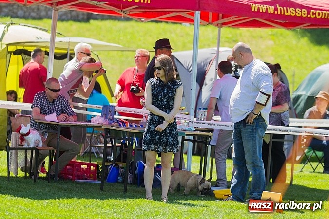 Zdjęcie w galerii na portalu naszraciborz.pl: Krajowa Wystawa Ps&oacute;w Rasowych na raciborskim stadionie wiadomości z regionu