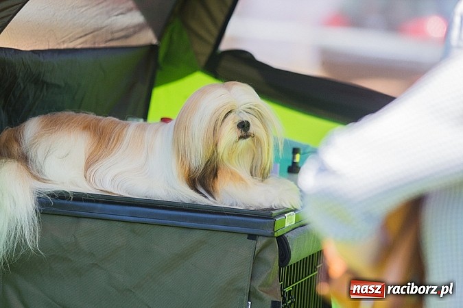 Zdjęcie w galerii na portalu naszraciborz.pl: Krajowa Wystawa Ps&oacute;w Rasowych na raciborskim stadionie wiadomości z regionu