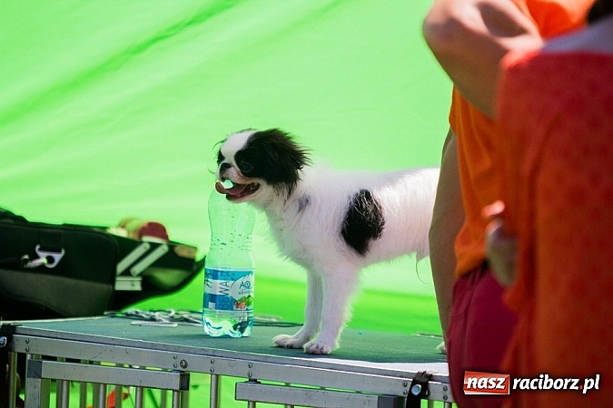 Zdjęcie w galerii na portalu naszraciborz.pl: Krajowa Wystawa Ps&oacute;w Rasowych na raciborskim stadionie wiadomości z regionu