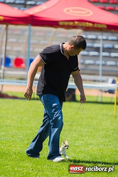Zdjęcie w galerii na portalu naszraciborz.pl: Krajowa Wystawa Ps&oacute;w Rasowych na raciborskim stadionie wiadomości z regionu