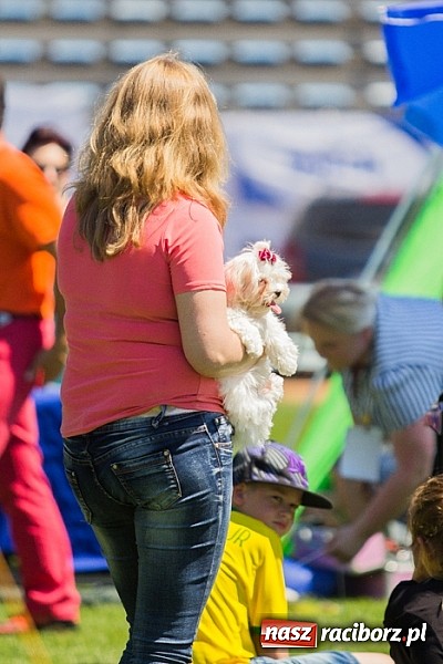 Zdjęcie w galerii na portalu naszraciborz.pl: Krajowa Wystawa Ps&oacute;w Rasowych na raciborskim stadionie wiadomości z regionu