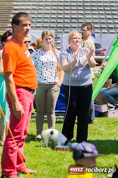 Zdjęcie w galerii na portalu naszraciborz.pl: Krajowa Wystawa Ps&oacute;w Rasowych na raciborskim stadionie wiadomości z regionu