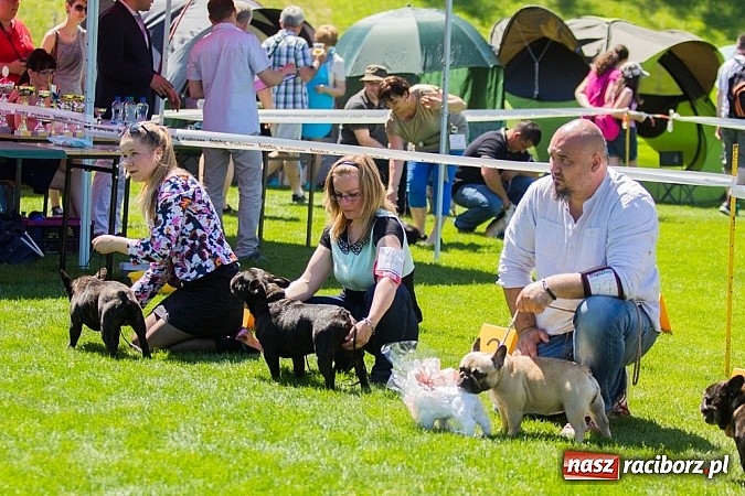 Zdjęcie w galerii na portalu naszraciborz.pl: Krajowa Wystawa Ps&oacute;w Rasowych na raciborskim stadionie wiadomości z regionu